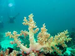 DSCF8034 mekky koral a potapeci